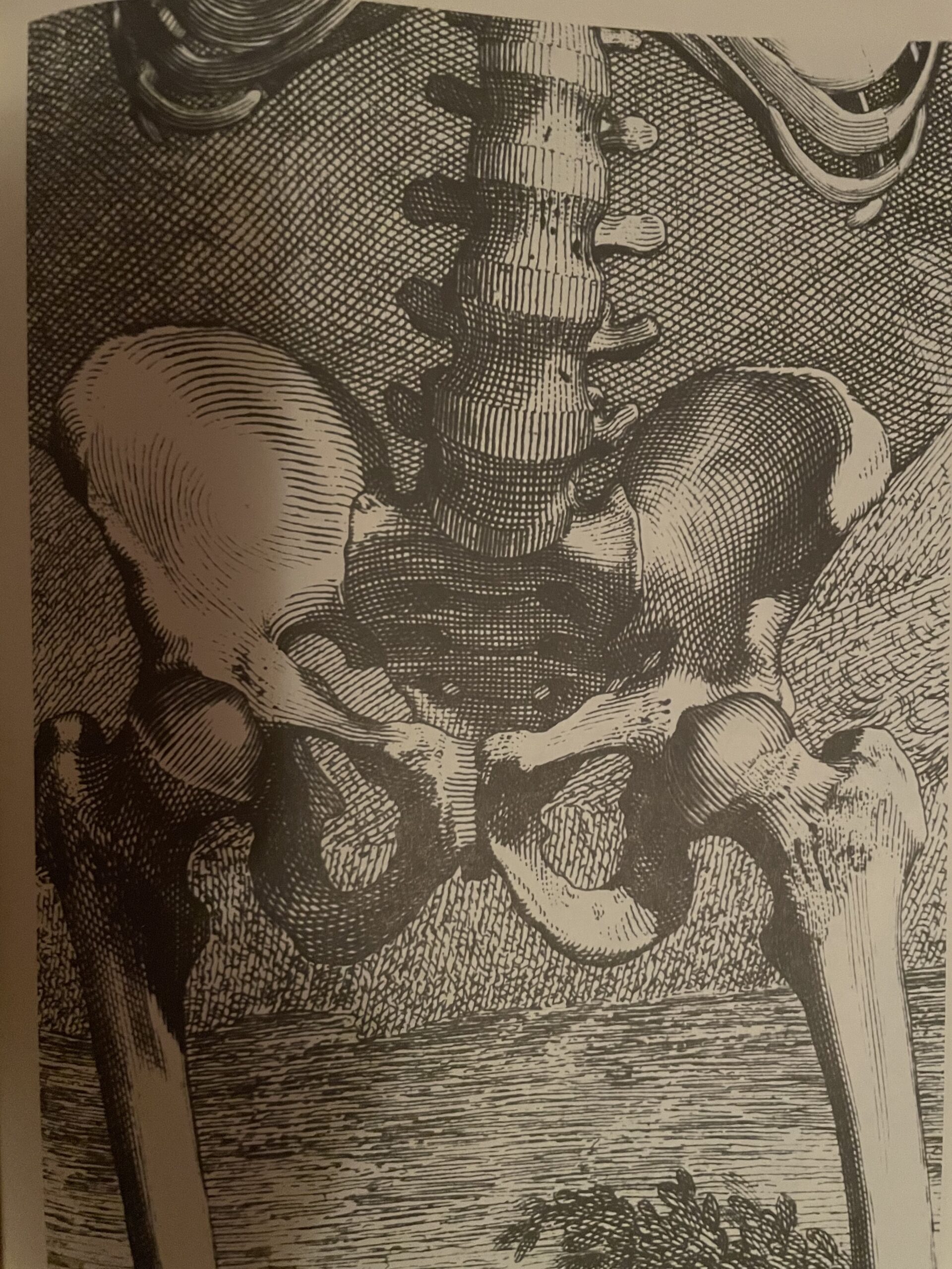 a drawing of a human pelvis, with legs and spine